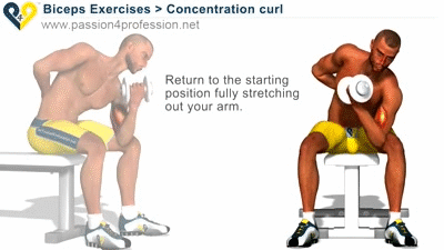 Concentration curls - Biceps Exercises on Make a GIF